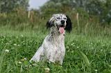 SETTER ANGLAIS 308